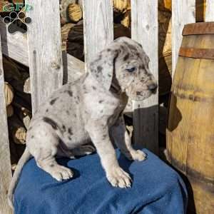 Blue Skye, Great Dane Puppy